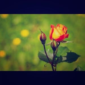 Meet your Posher, Ariane